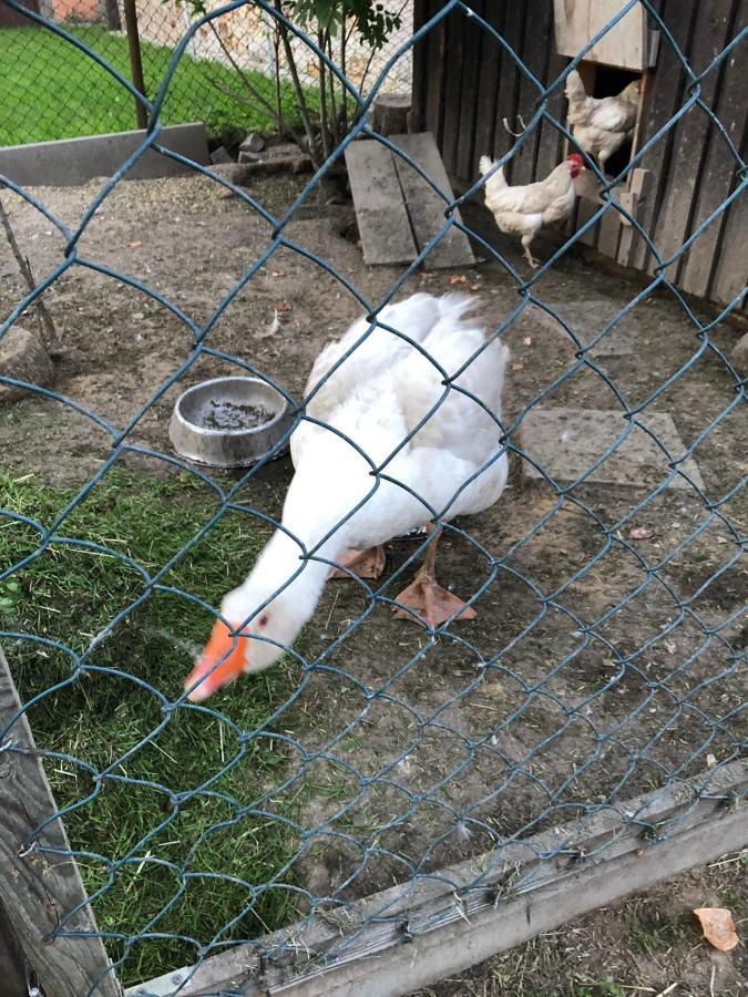 Ferienwohnung Gans Auguste 도나 외부 사진